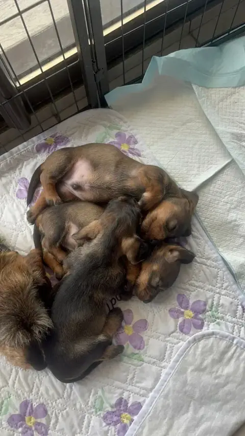 Teckel Poil Dur  Chiot N°1 Des Petites Tetes De Pioch 47868