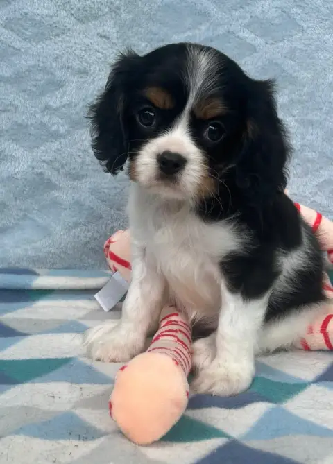 Cavalier King Charles Spaniel  Chiot N°4 D'Ysatis photo 2