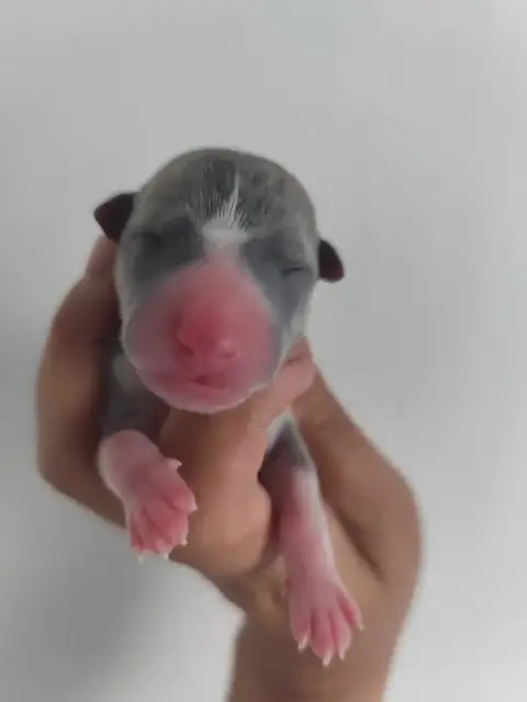 Whippet  Bellis Des Vives Etoiles D’Argent