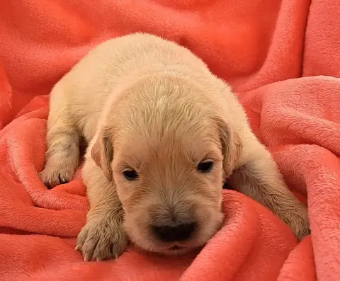 Golden Retriever  Blondie photo 2