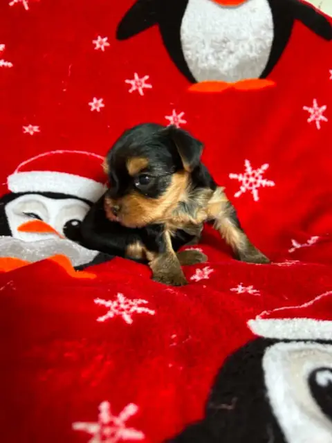 Yorkshire Terrier