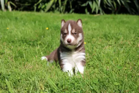 Siberian Husky  Chiot N°1 Des Legendes Du Triskel