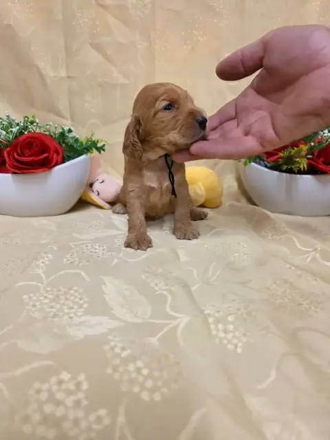 Cocker Spaniel Anglais 
                        B.... 04b10