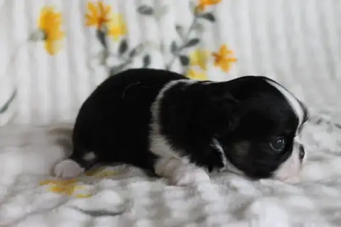 Chihuahua  Chiot N°2 Des Joyaux De La Sambre