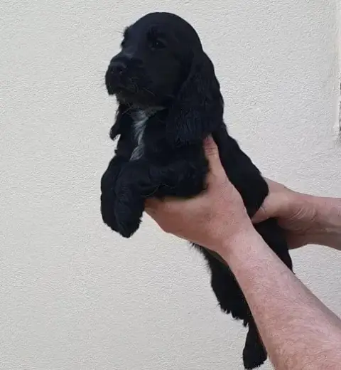 Cocker Spaniel Anglais  Breizh De Lambaol photo 3
