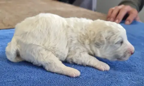 Bichon Frise  Chiot N°1 Des Hirondelles Du Voyage