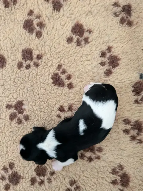 Cavalier King Charles Spaniel  Chiot N°2 Du Bois Des  318f4