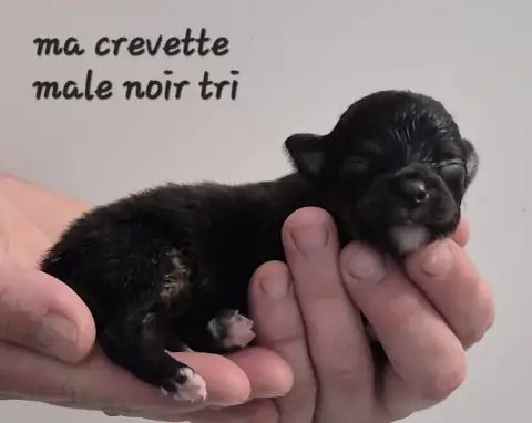 Berger Américain Miniature  Chiot N°4 Des Ecuries Du  67cef