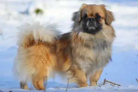 Epagneul Tibetain  Benji Du Jardin D'Holly photo 2