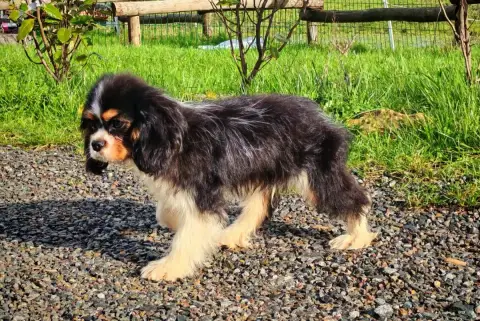 Cavalier King Charles Spaniel  Accroche Coeur Du Doma 18743 photo 3