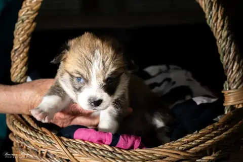 Welsh Corgi Pembroke  Chiot N°6 Du Mas De Canteperdri 47fab