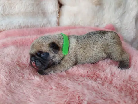 Bouledogue Français  Chiot N°1 De La Lignee Des Clown fb85c