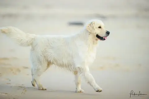 Golden Retriever  Chiot 2 Du Haut De La Girauderie photo 3
