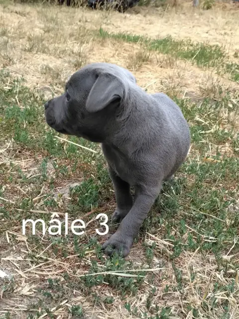 Staffordshire Bull Terrier 
                        C e6067 photo 3