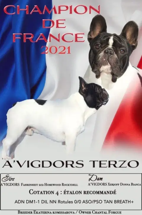 Bouledogue Français  Brenda Moor Du Val De Capsil photo 3