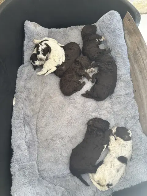 Adopter Lagotto Romagnolo  Marron