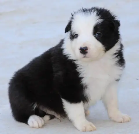 Border Collie 
                        Collier Blanc  a983f photo 2