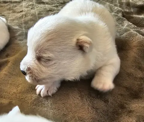 Adopter West Highland White Terrier 
                         569a3