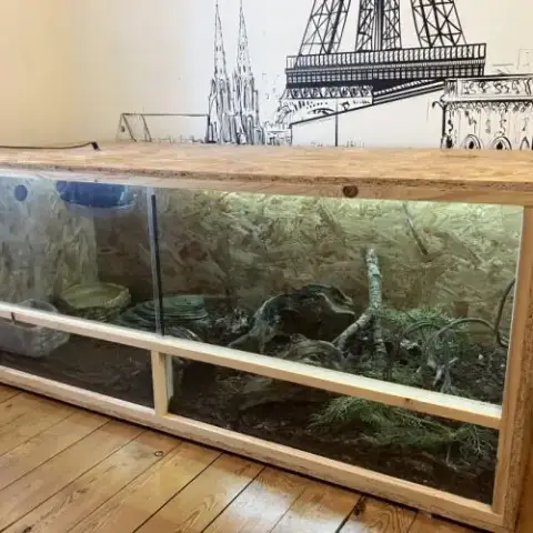 Vend Magnifique Serpent Des Blés Avec Son Vivarium