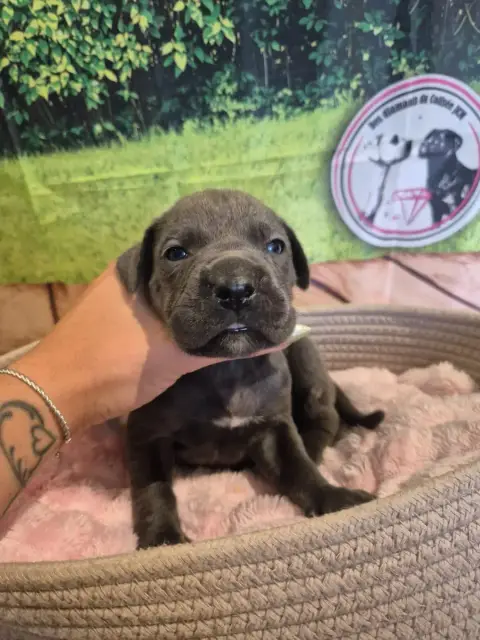 Cane Corso  Chiot N°7 Des Diamants Du Colisée Jcm photo 2