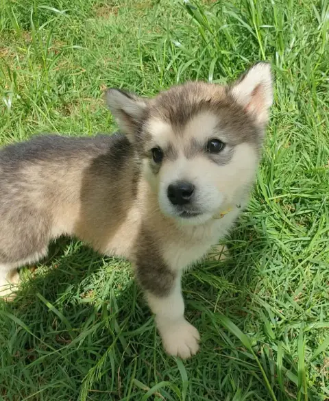 Alaskan Malamute photo 2