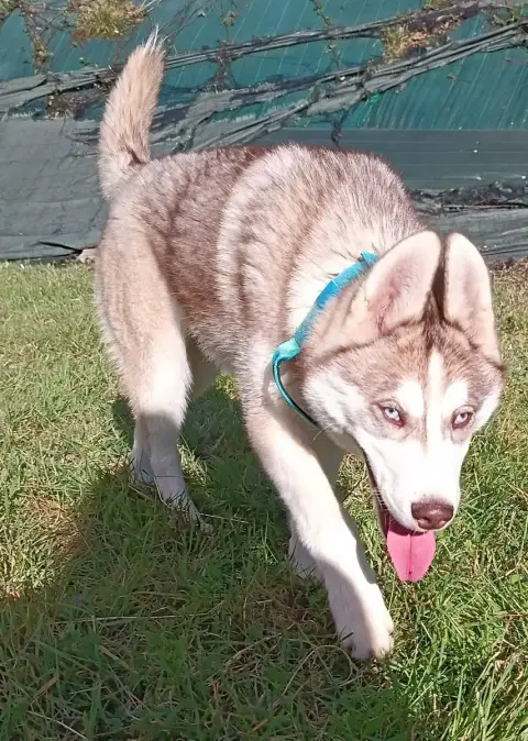 Siberian Husky  Aslow L'Ame Sauvage