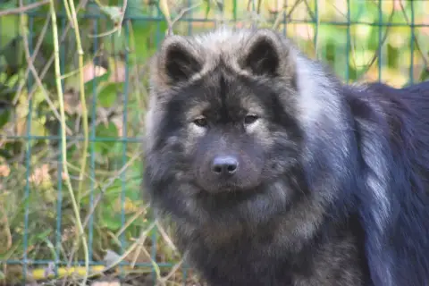 Eurasier  Berkana Betty Des Crinières De Feu photo 2