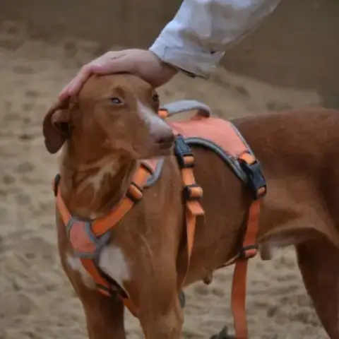 Coco Un Chien Élégant Et Très Affectueux !