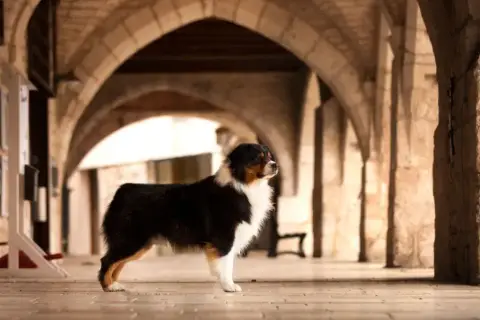 Berger Australien  Chiot N°1 Du Rêve Des Joyaux photo 2