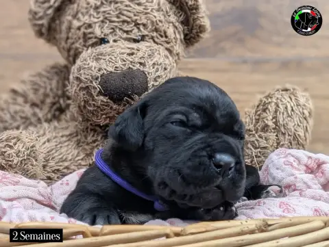 Cane Corso  Collier Violet De La Treizieme Legion
