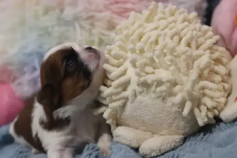 Shih Tzu  Boys De La Ferme Des Mottes