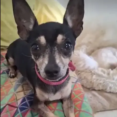 Ziggy Le Petit Pinscher