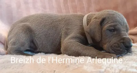 Dogue Allemand 
                        Breizh De L'H 82d0f photo 2