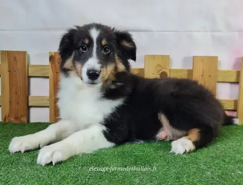 Shetland Sheepdog  Balto Du Mont De La Chenaie photo 3