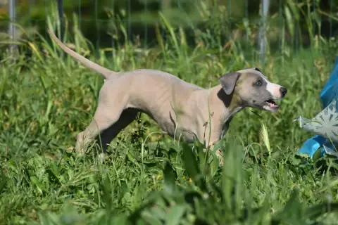 Whippet  Biscuit Au Citron Des Milles Folies photo 3