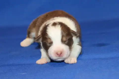 Berger Australien  Chiot N°6 Du Domaine De La Canurie 158e3