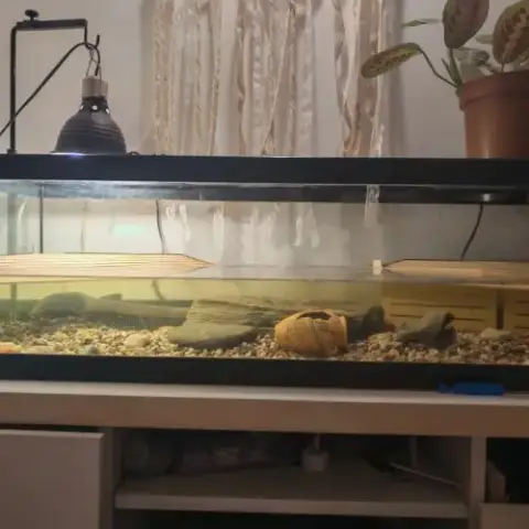 Deux Tortues Plus Terrarium