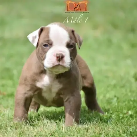Magnifique Chiot Bouledogue Américain
