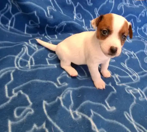 Jack Russell Terrier  Chiot 2 De L'Etang De Rochefort b47e4 photo 2