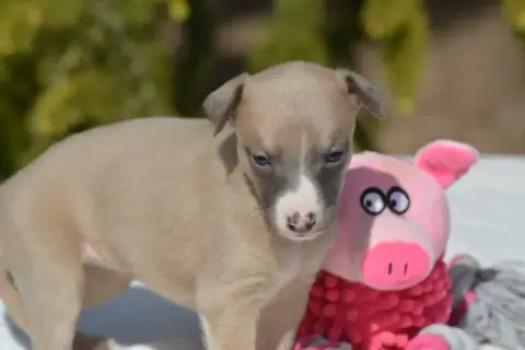 Whippet  Chiot 2 Du Haras Eclair Horside'Whip