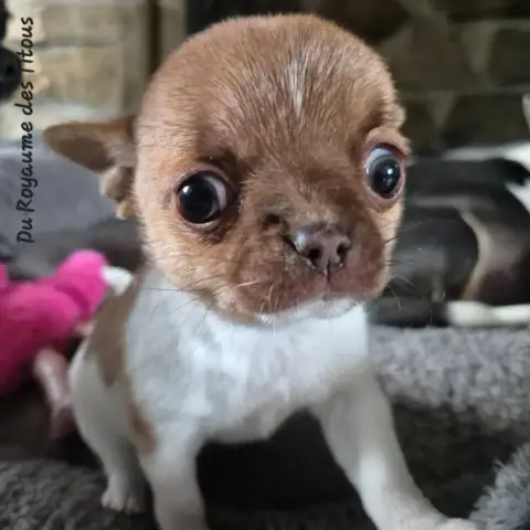 Chihuahua  Betina Du Royaume Des Titous photo 2