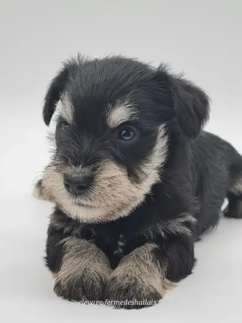 Schnauzer Miniature  Björn Du Mont De La Chenaie photo 3
