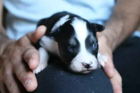 Laika De Iakoutie photo 2