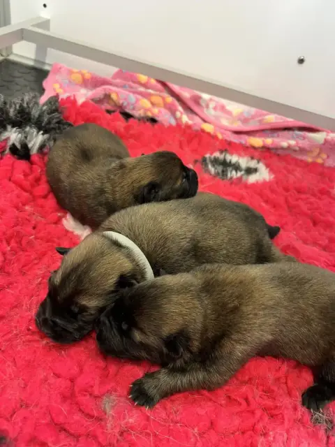 Eurasier  Monsieur 1 Des Gardiens D'Amarok
