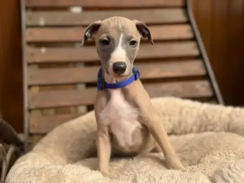 Whippet  Baikal Bleu Du Cèdre Enchanté photo 2