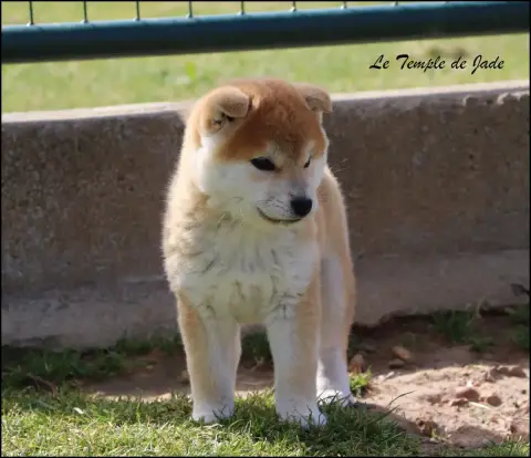 Shiba  Bounty Du Temple De Jade photo 2