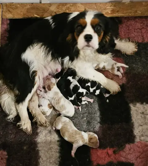 Cavalier King Charles Spaniel  B4 Of Little By Little 2762c