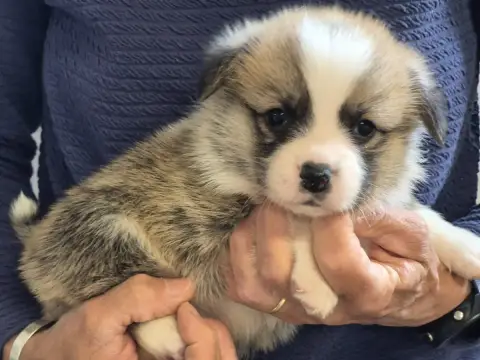 Welsh Corgi Pembroke  B... De Paline