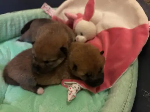 Shiba  Bonzai Du Cèdre Enchanté