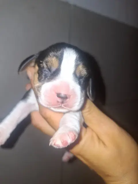 Beagle  Chiot 2 De La Vallée Du Grand Loup